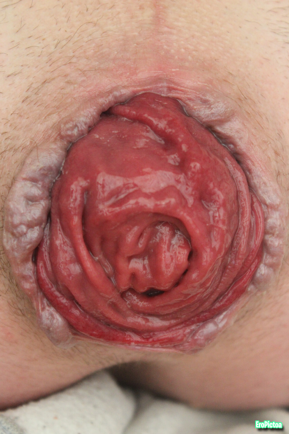 Rosebud closeup photo featuring mancunt - Part 2