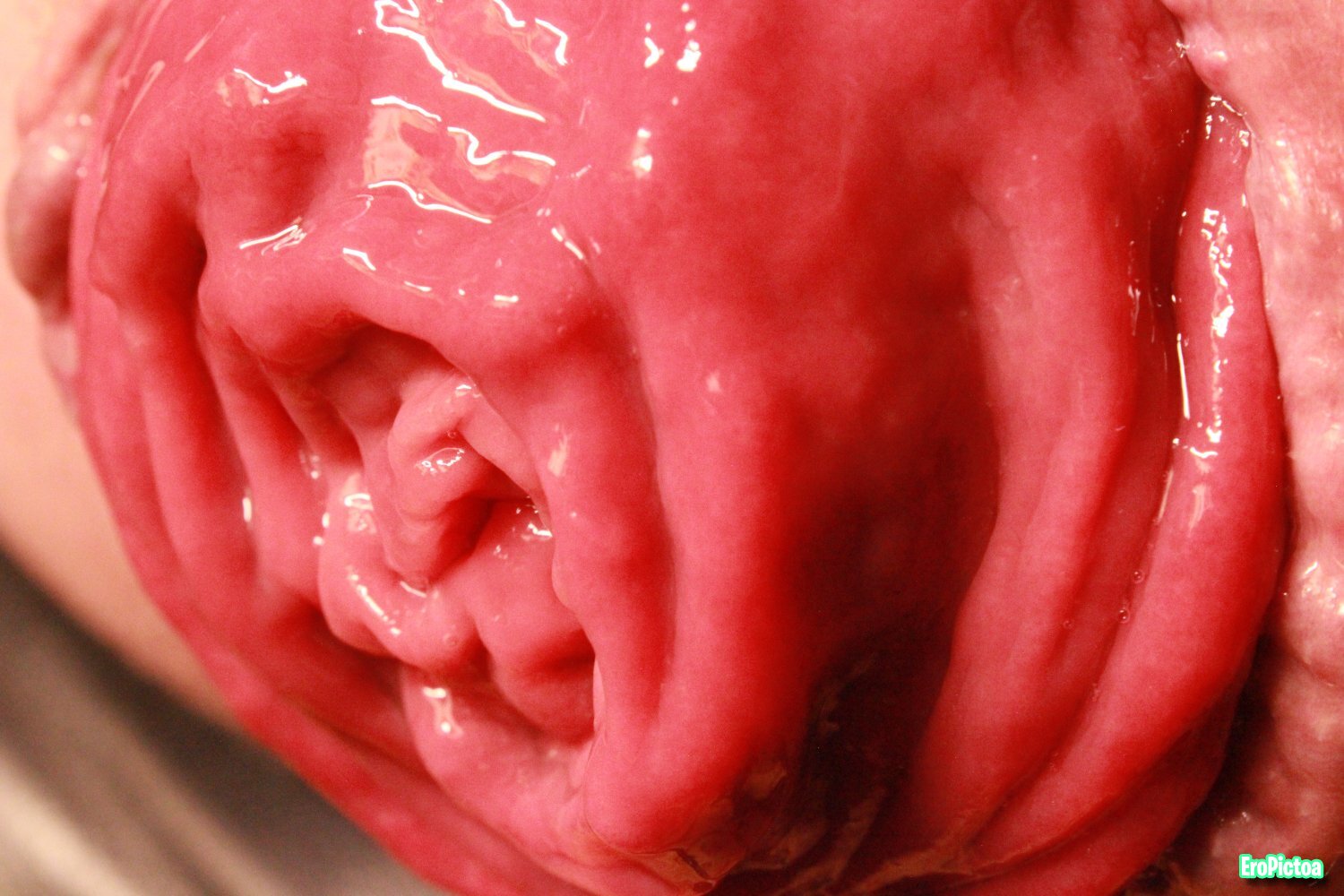 Rosebud closeup photo featuring bighole - Part 14