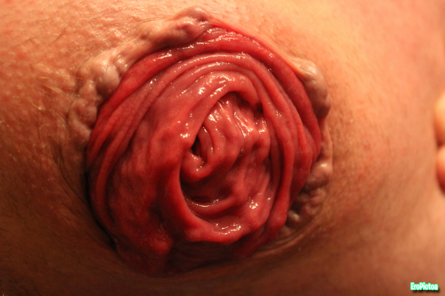Rosebud closeup photo featuring bighole - Part 3
