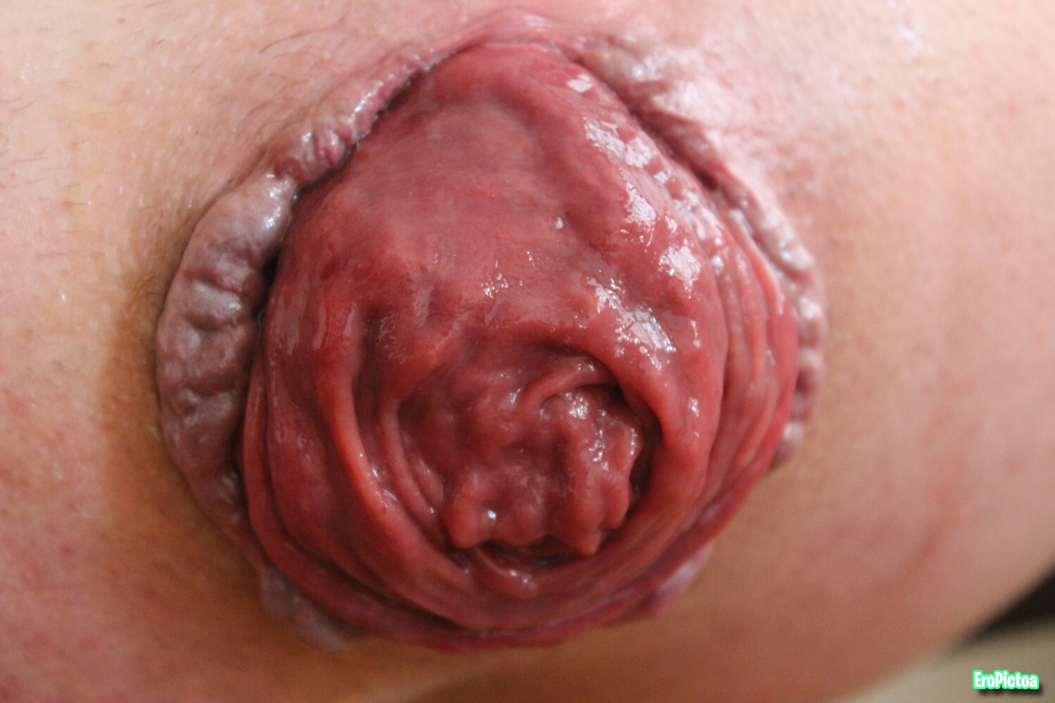 Rosebud closeup photo featuring rosebutt - Part 9